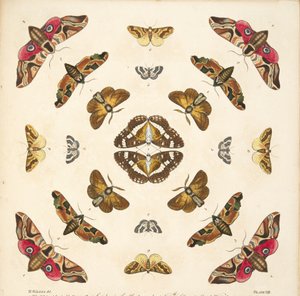 Detail von Tafel VIII, aus A Rare Depiction of Butterflies and Moths, veröffentlicht 1764