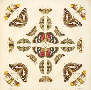 Detail von Tafel VI, aus A Rare Depiction of Butterflies and Moths, veröffentlicht 1764