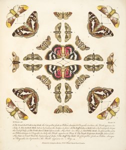Tafel VI, aus A Rare Depiction of Butterflies and Moths, veröffentlicht 1764