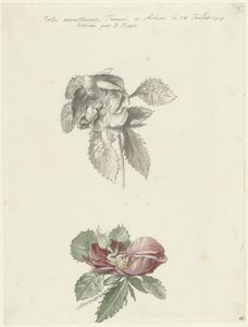 Studienblatt mit einer Rose von Bernard Picart