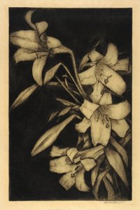 Oster- oder Madonnenlilien von Bertha E. Jaques