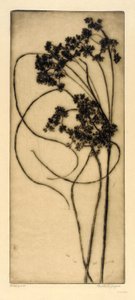 Wollgras von Bertha E. Jaques