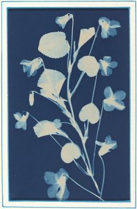 Ohne Titel von Bertha Evelyn Jaques
