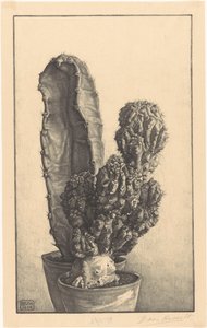 Kakteen