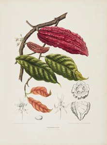 Theobroma, Kakaobaum, ca. 1840-1890 von Berthe Hoola van Nooten