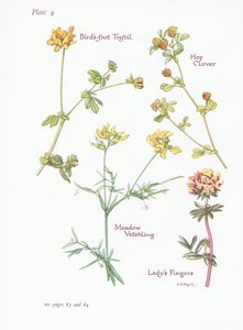 Hornklee, Frauenfinger, Hopfenklee, Wiesenplatterbse, 1951