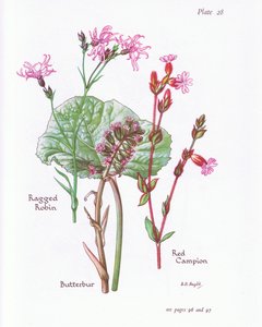 Pestwurz, Kuckuckslichtnelke, Rote Lichtnelke