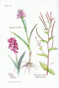 Frühe Purpur-Knabenkraut, Geflecktes Knabenkraut, Breitblättriges Weidenröschen