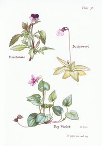 Stiefmütterchen, Hundsveilchen, Fettkraut