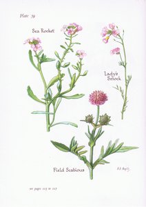 Wiesenschaumkraut, Feld-Witwenblume, Meersenf