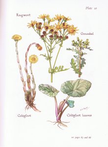 Jakobs-Greiskraut, Kreuzkraut, Huflattich