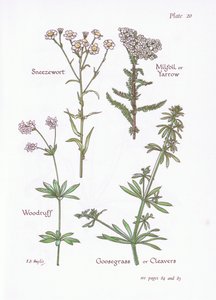 Berufkraut, Schafgarbe, Waldmeister, Klettenlabkraut