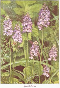 Geflecktes Knabenkraut, 1951