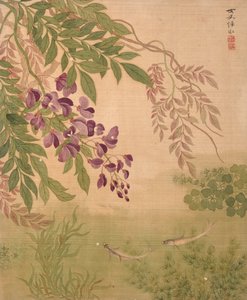 Blauregen aus dem Album der Blumen von Bing Yun