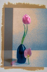 Rosa Tulpen Stillleben