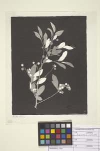 Heidelbeere
