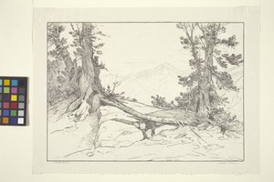 Sierra-Kiefern