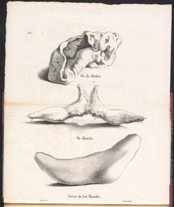 Drei Teile des Zungenbeins des Wals, 1827