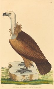 Der Alpengeier