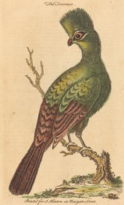 Der Turakovogel von British 18th Century