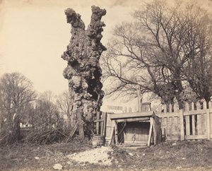 Alter Baum in der Nähe von Chatham