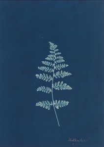 Hothocleana, ca. 1850er Jahre (Foto)