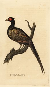 Fasan, Phasianus colchicus von British School