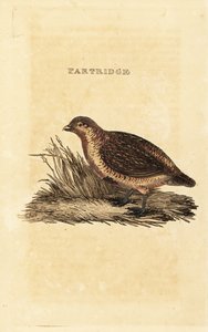 Rebhuhn, Perdix perdix