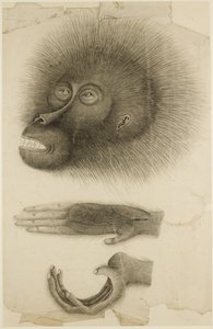 Der Kopf und die Hände eines Orang-Utans, ca. 1818-30 von British School
