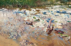 Wildenten