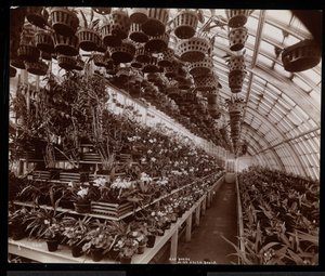 Orchideen in einem Gewächshaus auf dem Helen Gould Anwesen (ehemalige Jay Gould Residenz) in Tarrytown, New York, 1894