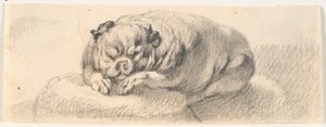 Ein Mops