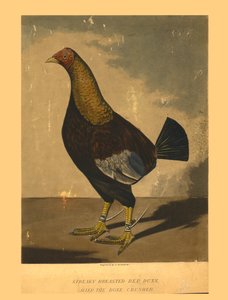 Gestreifter Rotdunn. Genannt der Knochenbrecher von C R Stock