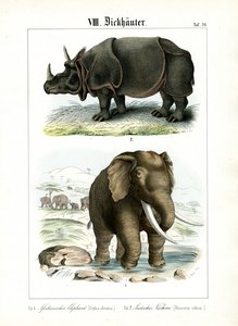 Afrikanischer Elefant und Indisches Nashorn von C. Roth