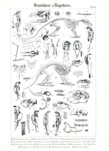 Anatomische Illustration von Beuteltieren und Nagetieren