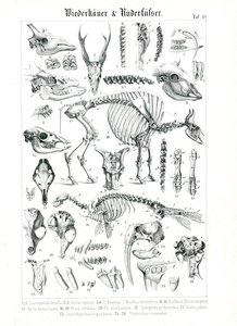 Anatomische Illustration von Wiederkäuern und Robben