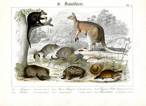 Australische Beuteltiere und Kloakentiere