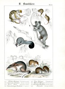 Australische Beuteltiere in ihrem natürlichen Lebensraum