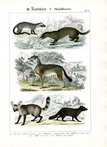 Raubtiere der Hunde- und Marderfamilie