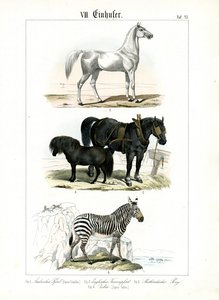 Equiden: Pferde und Zebras