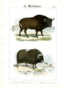 Europäischer Bison und Moschusochse