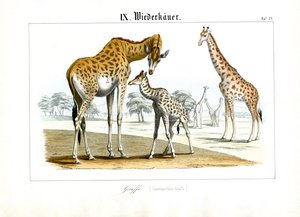 Giraffen in der afrikanischen Savanne