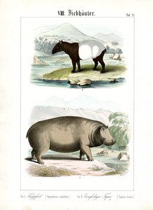 Flusspferd und Tapir