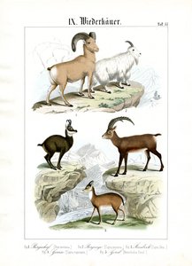 Bergbewohnende Wiederkäuer von C. Roth