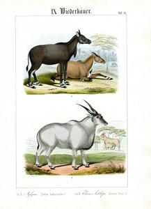 Nilgai und Elenantilope