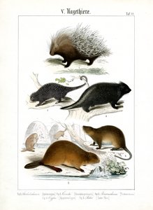 Stachelschwein, Coendus und andere Nagetiere