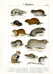 Nagetiere und ihre morphologischen Anpassungen von C. Roth