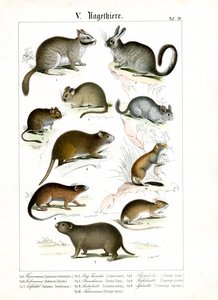 Nagetiere von verschiedenen Kontinenten von C. Roth