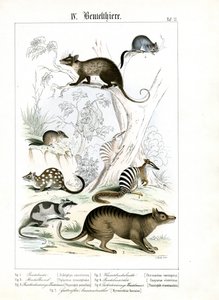 Verschiedene Beuteltiere aus Australien und Amerika