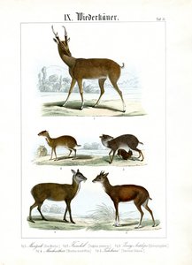 Verschiedene kleine Wiederkäuer aus Asien von C. Roth
